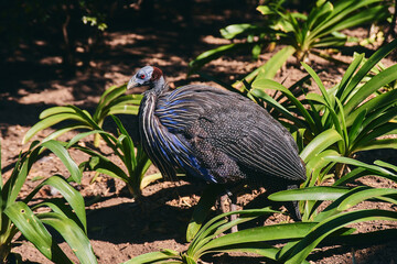The Vulturine guinea fowl (Acryllium vulturinum) is the largest and most striking species of guinea fowl, native to East Africa.