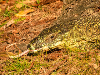 Lace Monitor (Varanus varius) in Australia