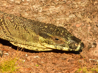 Lace Monitor (Varanus varius) in Australia