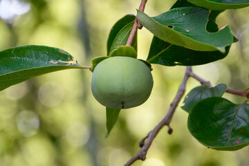 夏の木に実る青い柿の果実