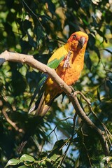 Sun conure perched on a branch, showcasing its vibrant yellow, orange, and green plumage. Native to South America, this playful and social parrot is admired for its striking colors, energetic behavior