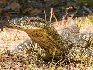 Lace Monitor (Varanus varius) in Australia