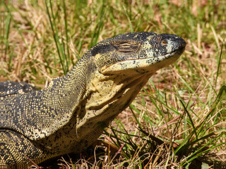 Lace Monitor (Varanus varius) in Australia