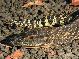Lace Monitor (Varanus varius) in Australia