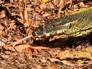Lace Monitor (Varanus varius) in Australia