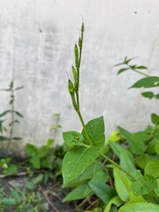 Asystasia gangetica is a species of plant in the family Acanthaceae. It is commonly known as the Chinese violet, coromandel or creeping foxglove. In South Africa this plant may simply be called asysta