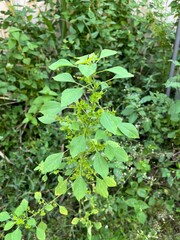 Acalypha indica is an herbaceous annual that has catkin-like inflorescences with cup-shaped involucres surrounding the minute flowers. It is mainly known for its root being attractive to domestic cats
