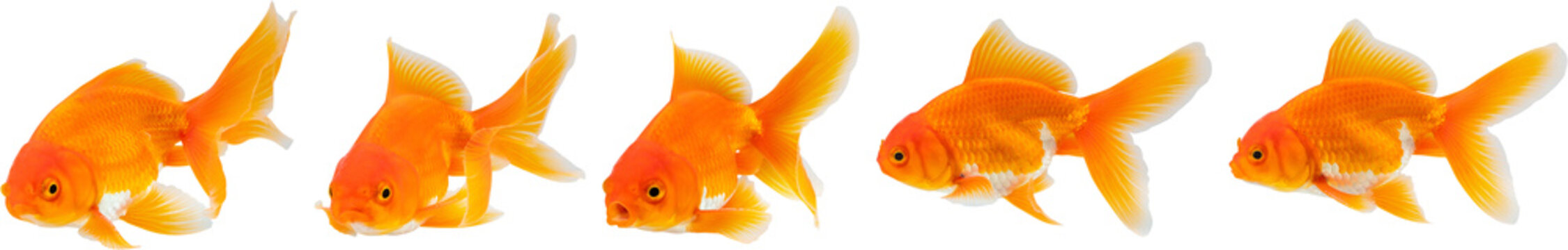 Oranda goldfish set isolated on white background close up