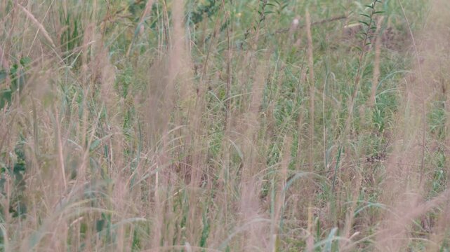 枯草の中からこちらを見つめる猫