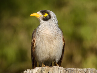 Noisy Miner (Manorina melanocephala) in Australia