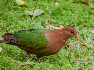 Pacific Emerald Dove (Chalcophaps longirostris) in Australia