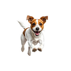 Puppy on a white background