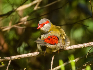 Red-browed Firetail (Neochmia temporalis) in Australia