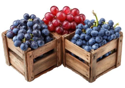 Red and blue grapes in wooden crates.  Fresh, plump clusters of red and dark-blue grapes fill two small wooden crates.  Crates are positioned at a corner, showcasing the grapes.  Isolated on white