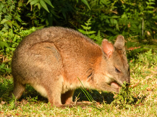 Red-Necked Pademelon (Thylogale thetis) in Australia