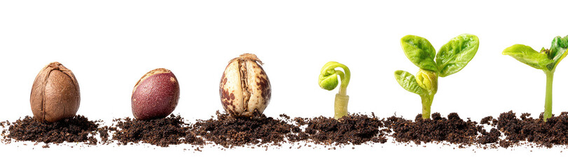 Stages of seedling growth from seed to sprout in soil