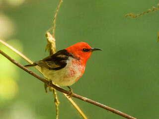 Scarlet Myzomela (Myzomela sanguinolenta) in Australia