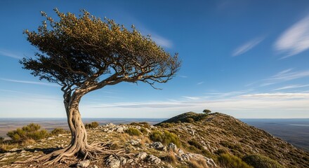 Naklejka premium Windswept Tree on Rocky Hillside Under Blue Sky with Distant Hor