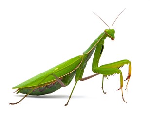 Green praying mantis isolated