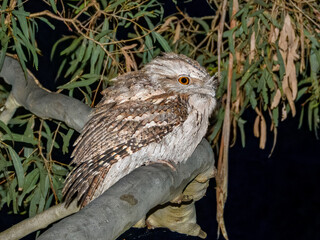 Tawny Frogmouth (Podargus strigoides) in Australia