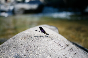 Close up of dark damselfly perching on the rock