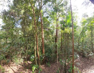 Border Ranges National Park in New South Wales, Australia