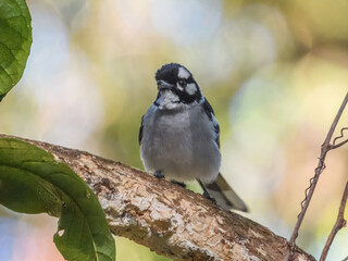 White-eared Monarch (Monarcha leucotis) in Australia