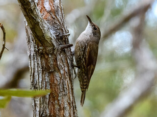 White-throated Treecreeper (Cormobates leucophaeus) in Australia