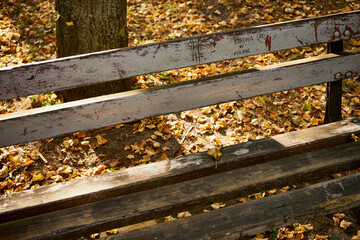 ławka w parku  © Marcin Łazarczyk