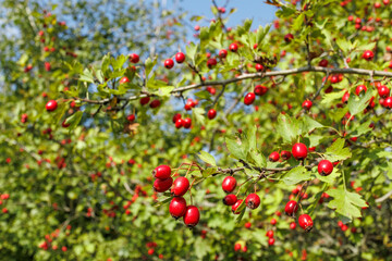 Branch of hawthorn with ripe red berries