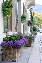 Fototapeta premium Purple flowers decorating a building facade with hanging baskets