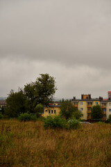 łąka  © Marcin Łazarczyk