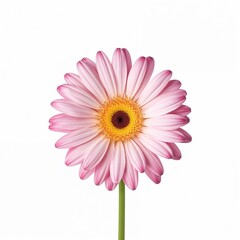 pink gerber daisy isolated on white