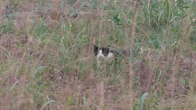 枯草の中からこちらを見つめる猫