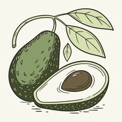 Fresh Avocado Illustration Healthy Fruit & Plant Branch