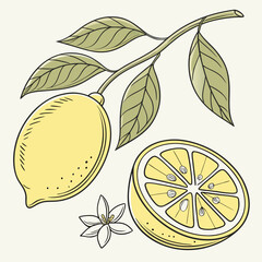 Lemon Branch with Half Cut Lemon and Flower Illustration