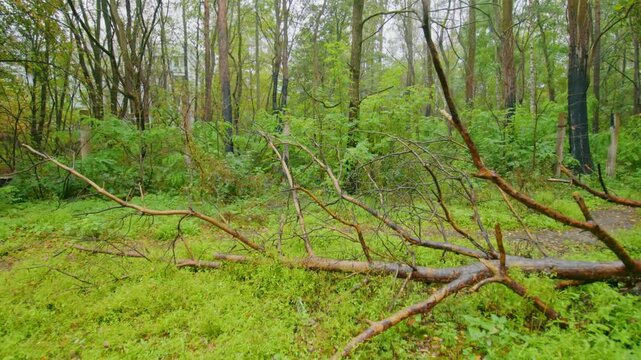 Footage capturing the eerie, yet resilient, natural environment within the Chernobyl Exclusion Zone. The video showcases dense, overgrown forests and resilient vegetation reclaiming the abandoned land