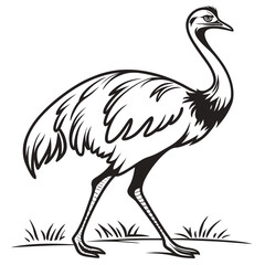 Obraz premium Rhea Bird Line Art Illustration