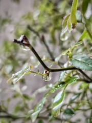 Water droplet on a branch