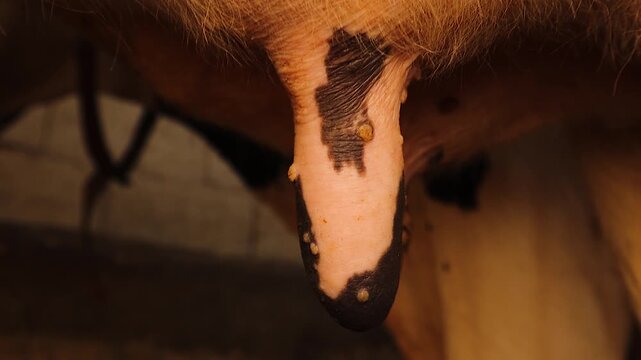Close-up video showing cow udder with pox lesions, a key symptom of bovine pox. Useful for veterinary education, scientific research, and training in livestock disease diagnosis.
