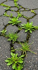 Green Plants Emerging From Cracked Asphalt Surface Close Up View