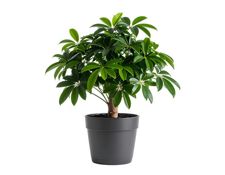 Schefflera in pot isolated on transparent png