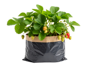 strawberry plant in polybag isolated on transparent png