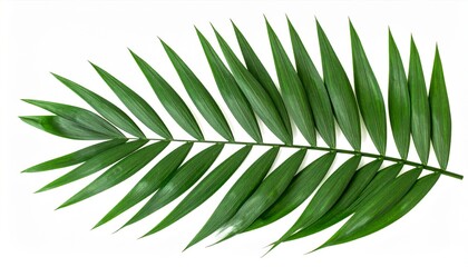 Detailed Green Palm Leaf with Textured Surface and Natural Light on White Background