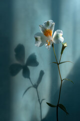 Elegant white flower casting shadow on wall minimal floral art creative light play background for lifestyle design nature blogs and wall prints