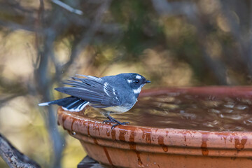 The Grey Fantail (Rhipidura albiscapa) is a small, agile bird with grey upperparts, white underparts, and a prominent, fanned tail that it frequently spreads and flicks. 