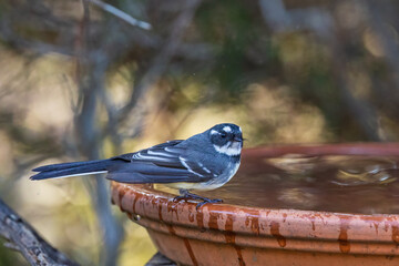 The Grey Fantail (Rhipidura albiscapa) is a small, agile bird with grey upperparts, white underparts, and a prominent, fanned tail that it frequently spreads and flicks. 