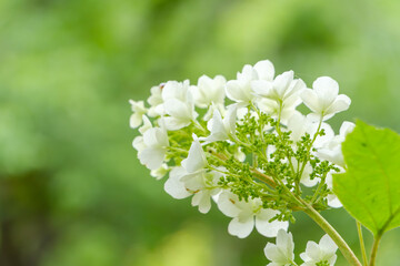 新緑の背景に咲く白いアジサイの花