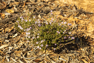 The flower of the Desert Baeckea shrub (Baeckea crassifolia) found in the Mallee Region of Australia
