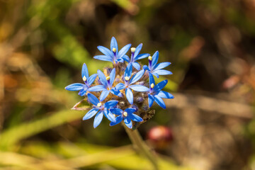 The Blue Pincushion (Brunonia australis) is a perennial herb native to Australia. It features striking blue, pincushion-like flower heads on slender stems and rosettes of basal leaves. 